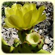 Opuntia ficus-indica (Figuier de barbarie) - Flore des Calanques - Herbier de Loulou