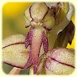 Orchis anthropophora (Orchis homme-pendu) - Flore des Calanques - Herbier de Loulou