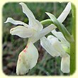Orchis provincialis (Orchis de Provence) - Flore de la Sainte-Baume - L'Herbier de Loulou