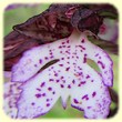 Orchis purpurea (Orchis pourpre) - Flore de la Sainte Baume - L'Herbier de Loulou