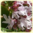 Origanum vulgare (Origan) - Flore de montagne - L'Herbier de Loulou