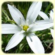 Ornithogalum divergens (Dame-d`onze-heures) - Flore des Calanques - Herbier de Loulou