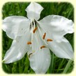 Paradisea liliastrum (Lis de Saint Bruno) - Flore des Calanques - L'Herbier de Loulou