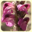 Pedicularis rostratospicata subsp. helvetica (Pédiculaire incarnate) - Les Randos de Loulou