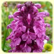 Pedicularis verticillata (Pédiculaire verticillée) - Flore de montagne - L'Herbier de Loulou