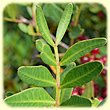 Pistachia_lentiscus-Pistachier_Lentisque-Flore_Calanques-Herbier de Loulou