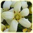 Pittosporum tobira (Arbre des Hottentots) - Flore des Calanques - L'Herbier de Loulou