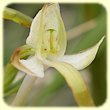 Platanthera bifolia (Orchis à deux feuilles) - Flore des Calanques - Herbier de Loulou