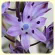 Prospero autumnale (Scille d`automne) - Flore des Calanques - L`herbier de Loulou