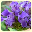 Prunella grandiflora (Brunelle à grandes fleurs) - Les Randos de Loulou