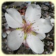Prunus dulcis (Amandier) - Les Randos de Loulou - Flore des Calanques
