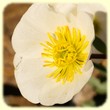 Ranunculus glacialis (Renoncule des glaciers) - Flore de montagne - L'Herbier de Loulou
