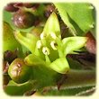 Rhamnus alaternus (Nerprun alaterne) - Flore des Calanques - Herbier de Loulou