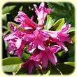 Rhododendron ferrugineum (Rhododendron ferrugineux) - Flore de montagne - L'Herbier de Loulou