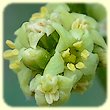 Rhus coriaria (Sumac des corroyeurs) - Flore / Fleur des Calanques - Herbier de Loulou