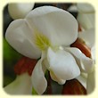 Robinia pseudoacacia (Robinier faux acacia) - Flore des Calanques - L'Herbier de Loulou