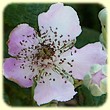 Rubus ulmifolius (Ronce à feuilles d`orme) - Les Randos de Loulou - L`Herbier de Loulou