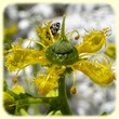 Ruta angustifolia (Rue à feuilles étroites) - Les Randos de Loulou - L`Herbier de Loulou