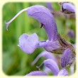Salvia pratensis (Sauge des prés) - Flore de montagne - Herbier de Loulou