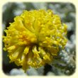Santolina chamaecyparissus (Santholine Petit Cypres) - Flore des Calanques - herbier de Loulou