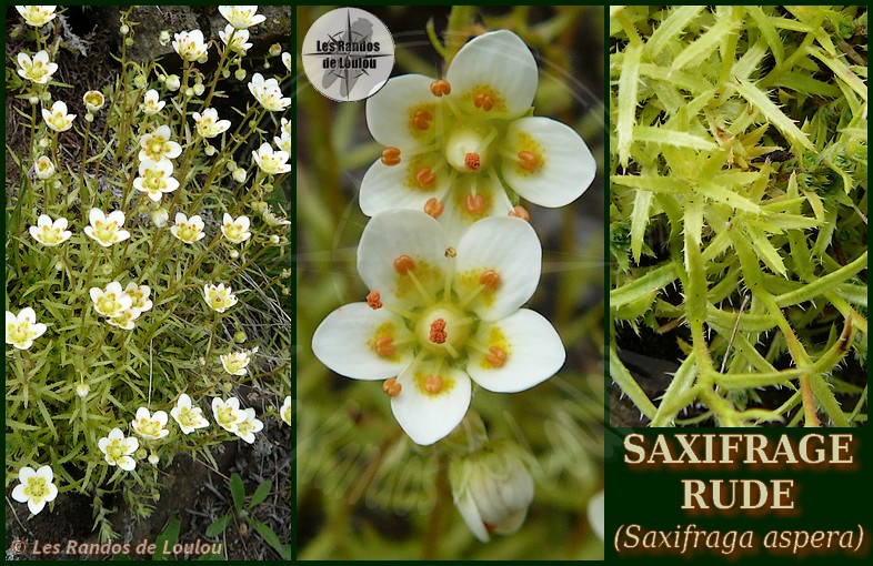 Saxifraga aspera (Saxifrage rude) - Flore de montagne - Herbier de Loulou