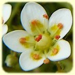 Saxifraga aspera (Saxifrage rude) - Flore de montagne - L'Herbier de Loulou