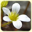 Saxifraga fragosoi (Saxifrage continentale) - Flore des Calanques - Herbier de Loulou