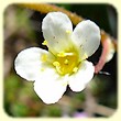 Saxifraga paniculata (Saxifrage paniculée) - Flore de montagne - Herbier de Loulou