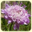 Scabiosa atropurpurea var. maritima (Scabieuse Maritime) - Flore des Calanques - Herbier de Loulou
