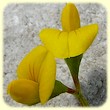 Scorpiurus subvillosus (Chenillette poilue) - Flore des Calanques - Herbier de Loulou