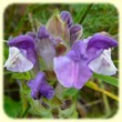 Scutellaria alpina  (Scutellaire des Alpes) - Flore de montagne - Herbier de Loulou