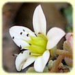 Sedum dasyphyllum (Orpin à feuilles épaisses) - Flore des calanques - Herbier de Loulou