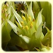 Sedum ochroleucum (Orpin à pétales dressés) - Flore des Calanques - Herbier de Loulou