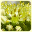 Sedum sediforme (Orpin de Nice) - Flore des Calanques - L`Herbier de Loulou
