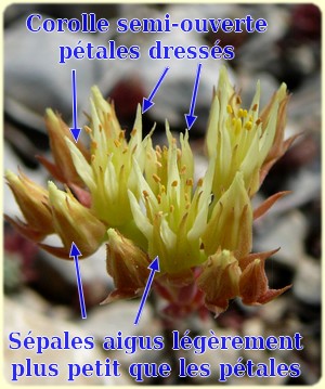 Fleur de sedum ochroleucum - Les Randos de Loulou - L`Herbier de Loulou