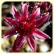 Sempervivum arachnoideum (Joubarbe toile d'araignée) - Flore de montagne - L'Herbier de Loulou