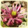 Sempervivum montanum (Joubarbe des montagnes) - Flore de montagne - Herbier de Loulou