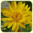 Senecio doronicum (Séneçon doronic) - Flore de montagne - Herbier de Loulou