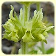 Sideritis provincialis (Crapaudine de Provence) - Flore des Calanques - Herbier de Loulou