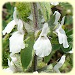 Sideritis romana (Crapaudine de Rome) - Flore des Calanques - Herbier de Loulou