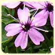 Silene acaulis subsp. bryoides (Silène fausse mousse) - Flore de montagne - Herbier de Loulou