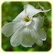 Silene latifolia subsp. alba (Compagnon blanc) - Flore des Calanques - Herbier de Loulou