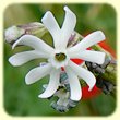 Silene nocturna (Silene nocturne) - Flore des Calanques - Herbier de Loulou