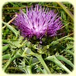 Silybum marianum (Chardon-Marie) - Flore des Calanques - Herbier de Loulou