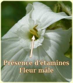 Silene latifolia, fleur mâle - Flore des Calanques - Herbier de Loulou