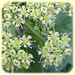 Smyrnium olusatrum (Maceron) - Flore des Calanques - Herbier de Loulou