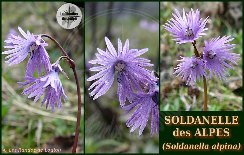 Soldanella alpina (Soldanelle des Alpes) - Flore de montagne - Herbier de Loulou