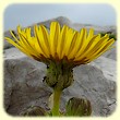 Sonchus asper subsp. glaucescens (Laiteron glauque) - Flore des Calanques - Herbier de Loulou