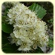 Sorbus aria (Alisier blanc) - Herbier de Loulou - Flore des Calanques
