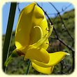 Spartium junceum (Spartier a tiges de jonc) - Flore des Calanques - herbier de Loulou
